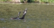 Oiseaux Grand cormoran (Phalacrocorax carbo)