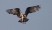Oiseaux Balbuzard pêcheur