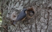 Oiseaux Sitelle torchepot