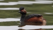 Oiseaux grebe à cou noir