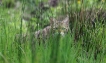 Mammifères Chat forestier