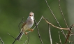 Oiseaux Fauvette grisette (Sylvia communis)