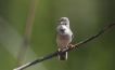 Oiseaux Fauvette grisette (Sylvia communis)