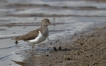 Oiseaux Chevalier Guignette
