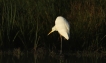 Oiseaux Grande aigrette