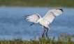 Oiseaux Spatule blanche (Platalea leucorodia)