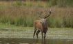 Mammifères Cerf