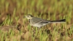 Oiseaux Bergeronette grise