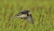 Oiseaux Bergeronette grise