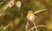 Oiseaux Rouge gorge familier