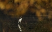 Oiseaux Grande aigrette