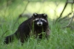 Mammifères Raton laveur