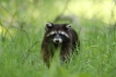 Mammifères Raton laveur