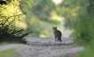 Mammifères Chat forestier