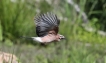 Oiseaux Geai des chênes