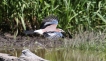 Oiseaux Geai des chênes