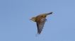Oiseaux Hypolais polyglotte