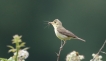 Oiseaux Hypolais polyglotte