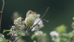 Oiseaux Hypolais polyglotte