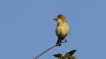 Oiseaux Hypolais polyglotte