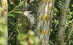 Oiseaux Pic vert