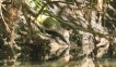 Oiseaux Pic vert