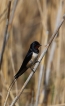  Hirondelle rustique (Hirundo rustica)