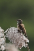 Oiseaux Rousserolle effarante (Acrocephalus scipaceus)