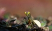 Insectes Mante religieuse (Mantis religiosa)