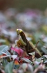 Insectes Mante religieuse (Mantis religiosa)