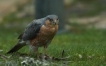 Oiseaux Epervier d\'europe