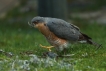 Oiseaux Epervier d\'europe