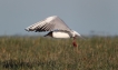 Oiseaux Mouette rieuse