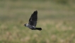 Oiseaux Choucas des tours