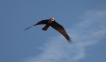 Oiseaux Busard des roseaux (Circus aeruginosus)