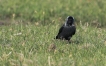 Oiseaux Choucas des tours