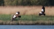 Oiseaux Ouette d\'Egypte (Alopochen aegyptiaca)