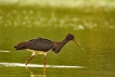 Oiseaux cigogne noire