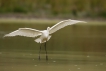 Oiseaux Grande aigrette