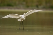 Oiseaux Grande aigrette