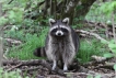 Mammifères Raton laveur