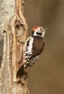 Oiseaux Pic mar