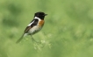 Oiseaux Tarier pâtre (Saxicola rubicola)