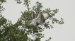 Oiseaux Balbuzard pêcheur