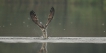 Oiseaux Balbuzard pêcheur