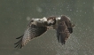 Oiseaux Balbuzard pêcheur