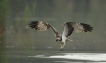 Oiseaux Balbuzard pêcheur