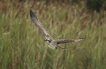 Oiseaux Balbuzard pêcheur