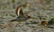 Oiseaux Chevalier guignette (Actitis hypoleucos)