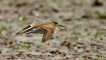 Oiseaux Chevalier guignette (Actitis hypoleucos)